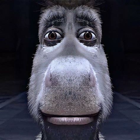 staring donkey